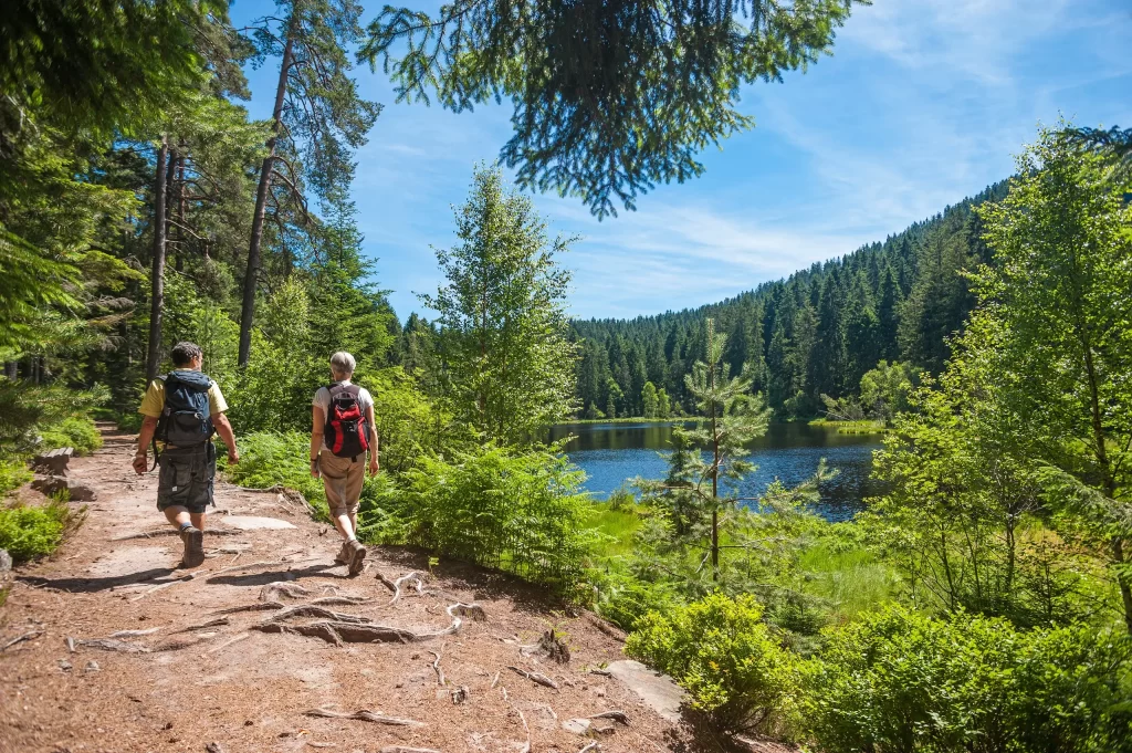 Randonneurs en pleine randonnée en forêt
